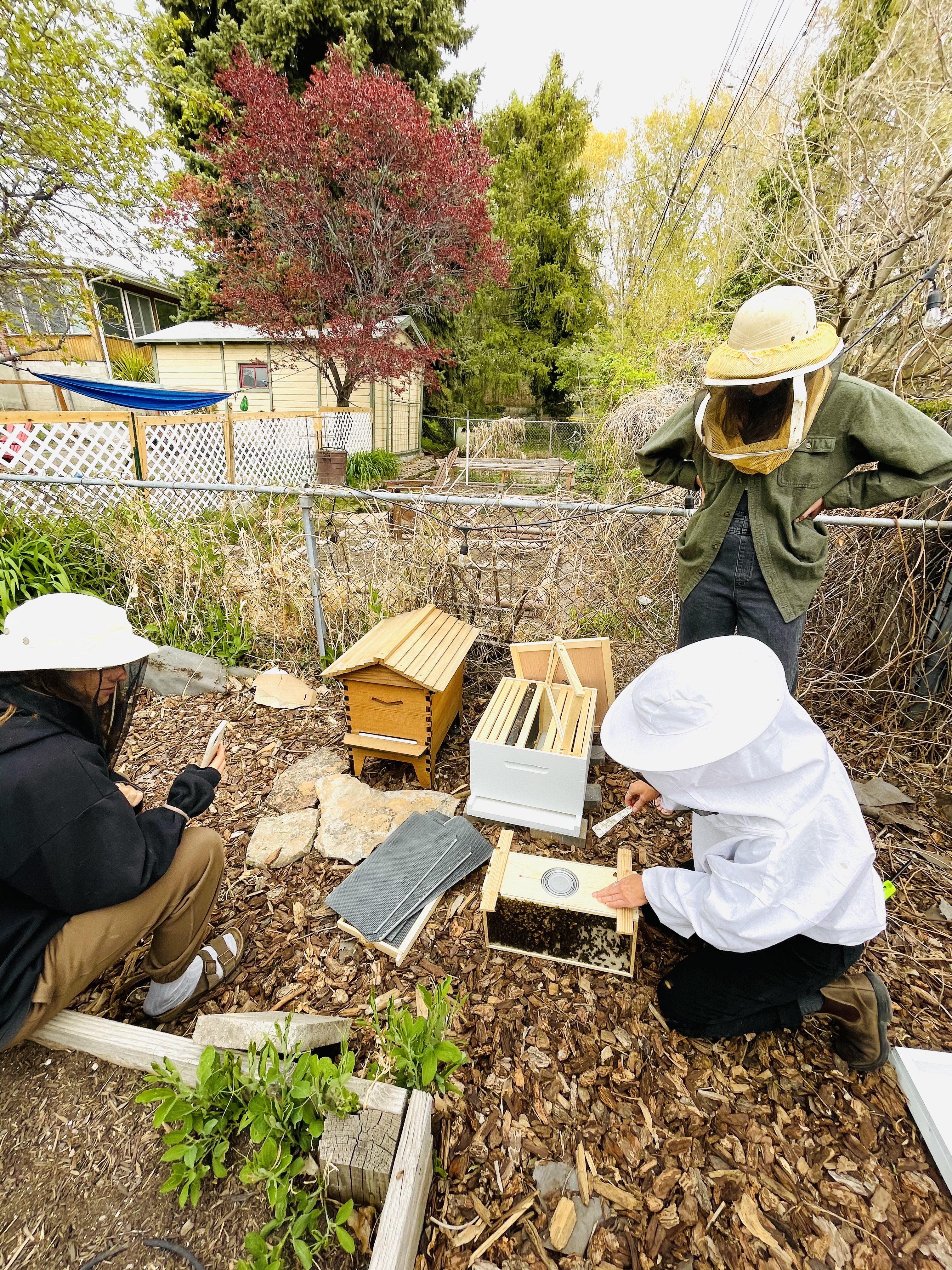 Ask a Beekeeping Expert - McKay Opeifa 3